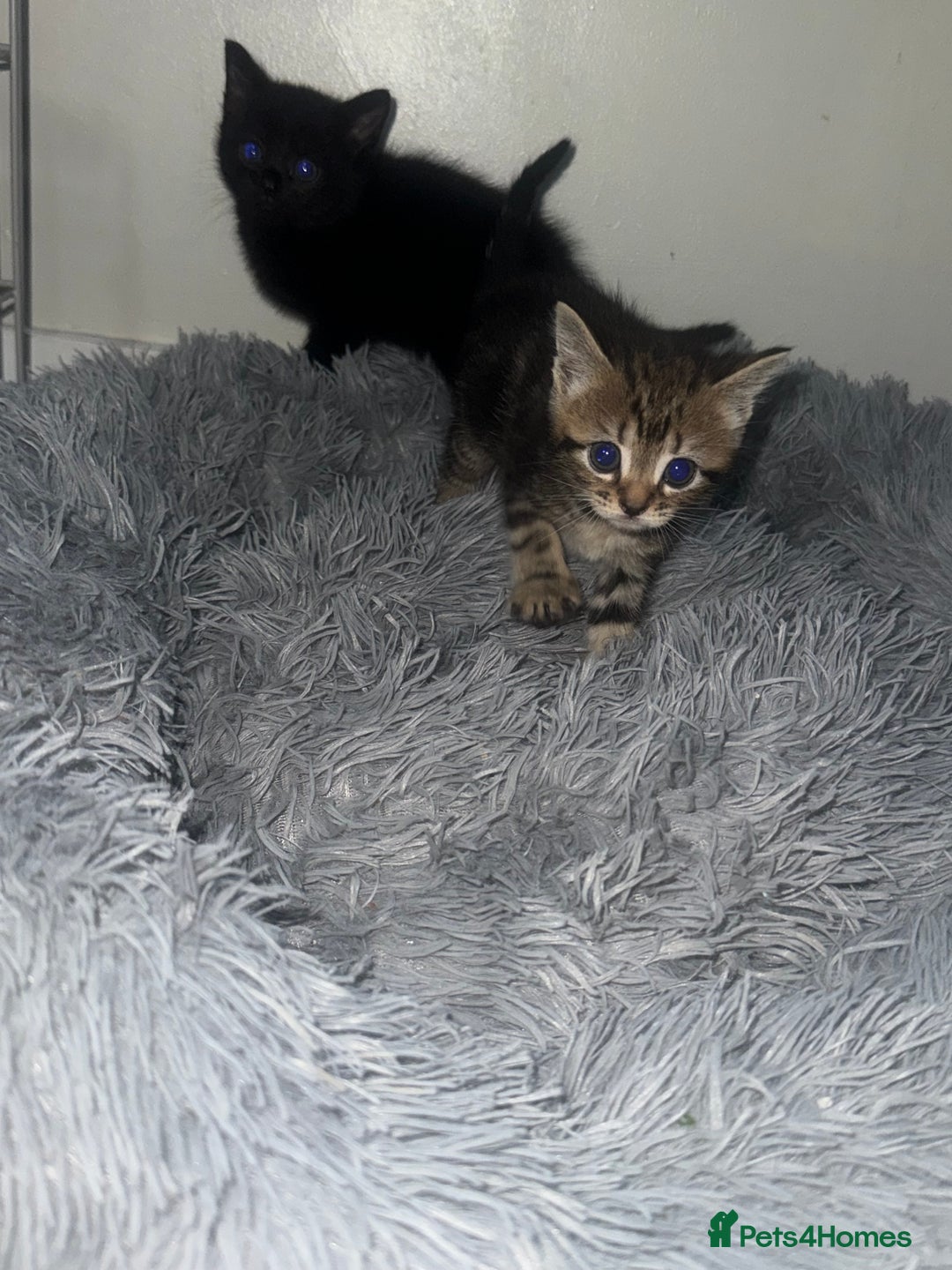 Mixed Breed cats for sale: 5 beautiful kittens for sale  - Advert 5