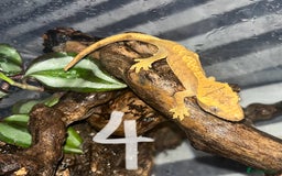 Gecko reptiles for sale: Baby crested geckos  - Image 4