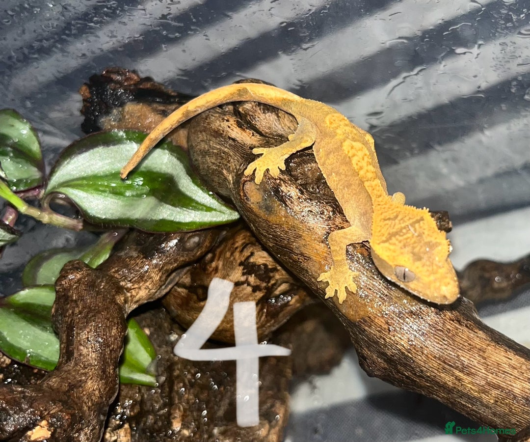 Gecko reptiles for sale: Baby crested geckos  - Image 4