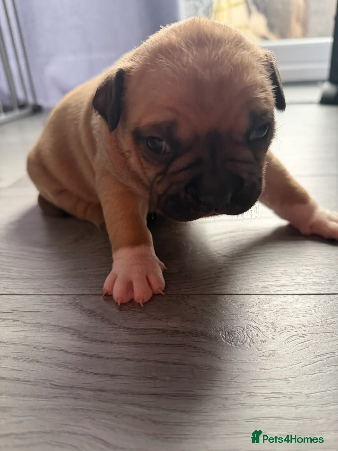 American Bully dogs for sale: American bully classic puppies for sale  - Advert 29