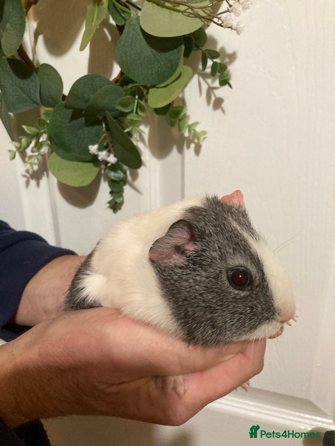 Guinea Pig rodents for sale: 5 gorgeous female Guinea pigs for sale - Advert 22