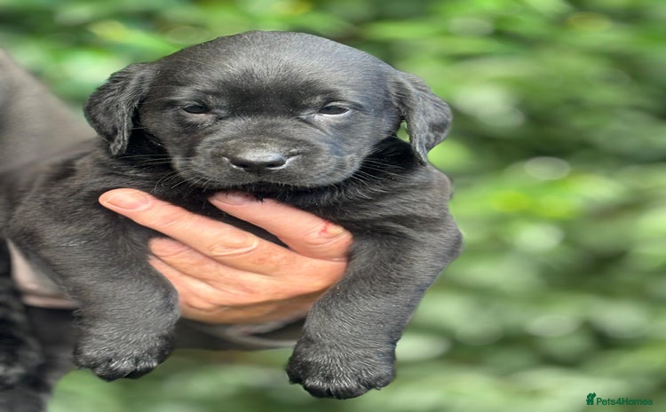 Labrador Retriever dogs - Advert 2