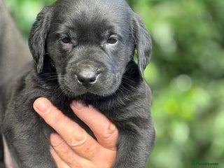 Labrador Retriever dogs - Advert 1