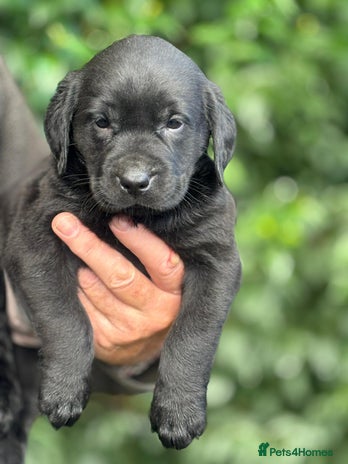 Labrador Retriever dogs - Advert 6