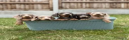 Miniature Dachshund dogs for sale: Miniature dachshund puppies  - Advert 2