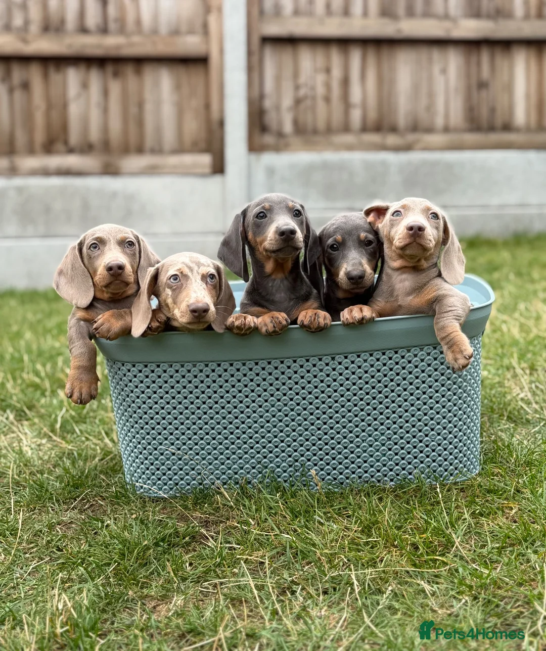 Miniature Dachshund dogs for sale: Miniature dachshund puppies  - Advert 2