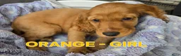 Cocker Spaniel dogs for sale: Beautiful 100% Cocker Spaniel puppies- litter of 6 - Advert 16