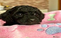 Miniature Poodle dogs for sale: Beautiful litter of Cheeky KC Reg. Mini Poodle's - Image 10