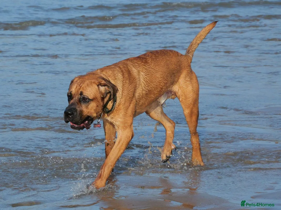 Mixed Breed dogs for sale: Meet Rolo - Advert 6