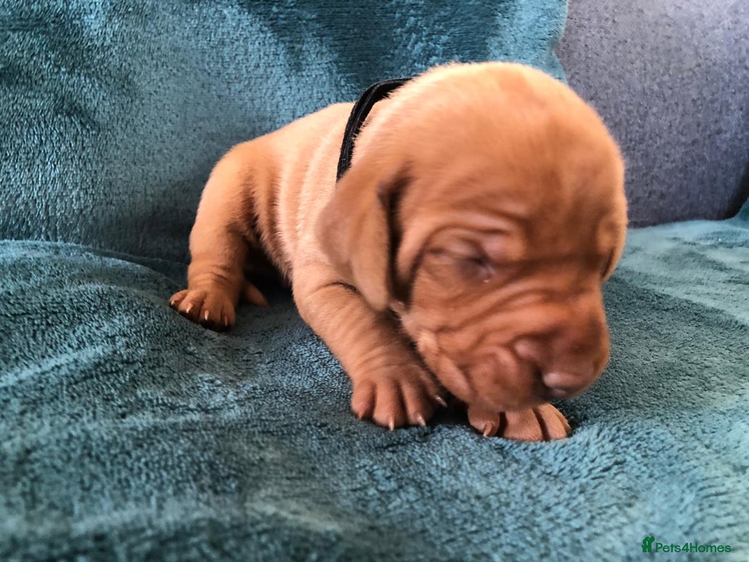 Hungarian Vizsla dogs for sale: Playfull and cheeky hungarian vizsla puppies  - Advert 14
