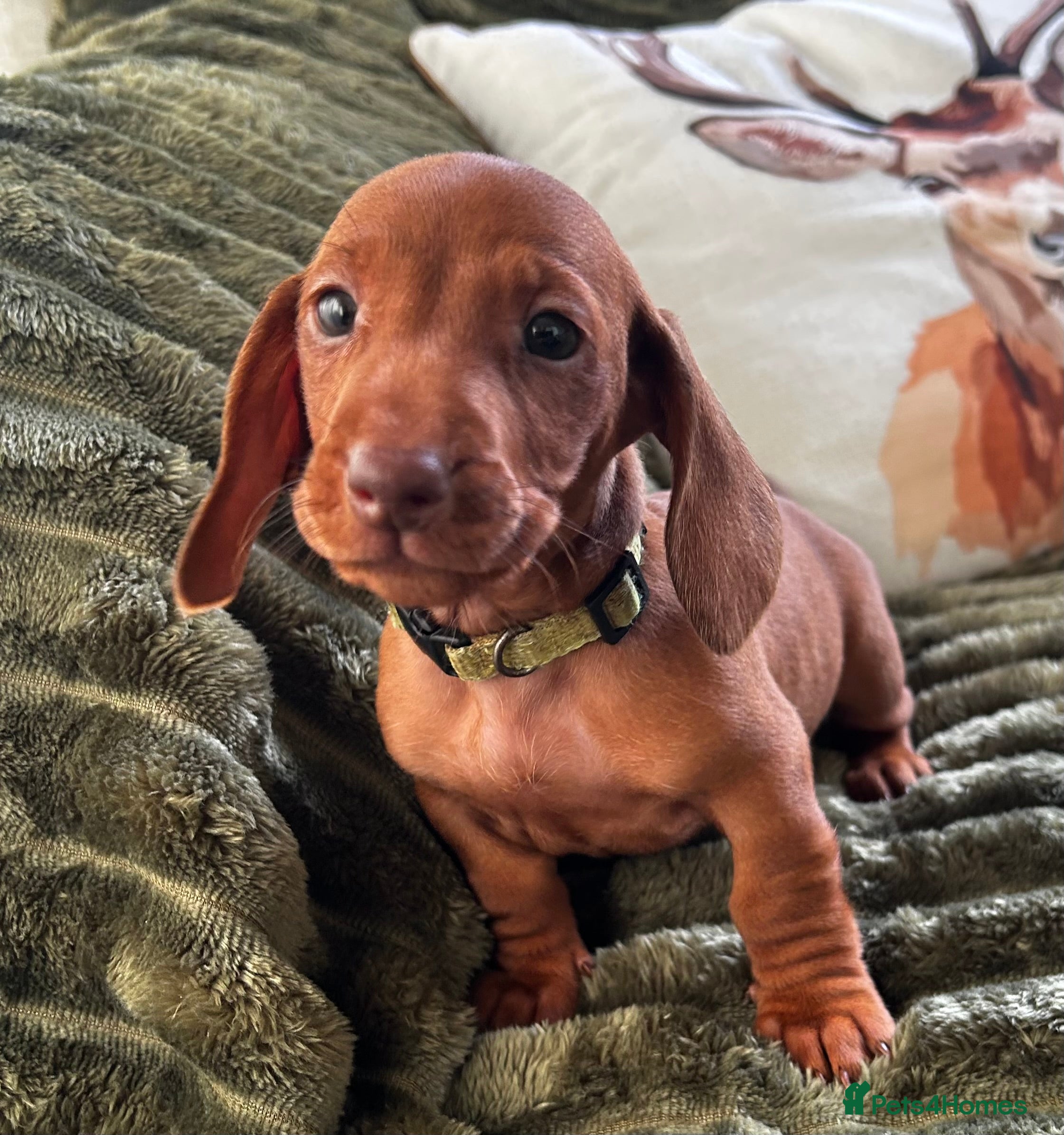 Dachshund dogs CHAMPION LINES - STANDARD KC SMOOTH DACHSHUNDS  - Advert 2