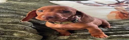 Dachshund dogs for sale: CHAMPION LINES - STANDARD KC SMOOTH DACHSHUNDS  - Advert 11