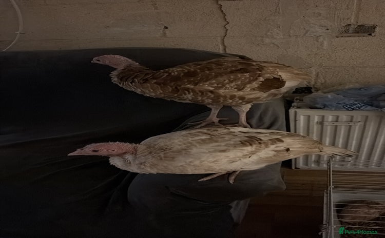 Turkeys poultry - Advert 1