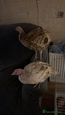 Turkeys poultry - Advert 1