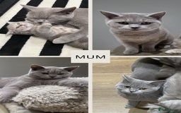 Mixed Breed cats for sale: 6 beautiful kittens ready for their new homes. - Image 8