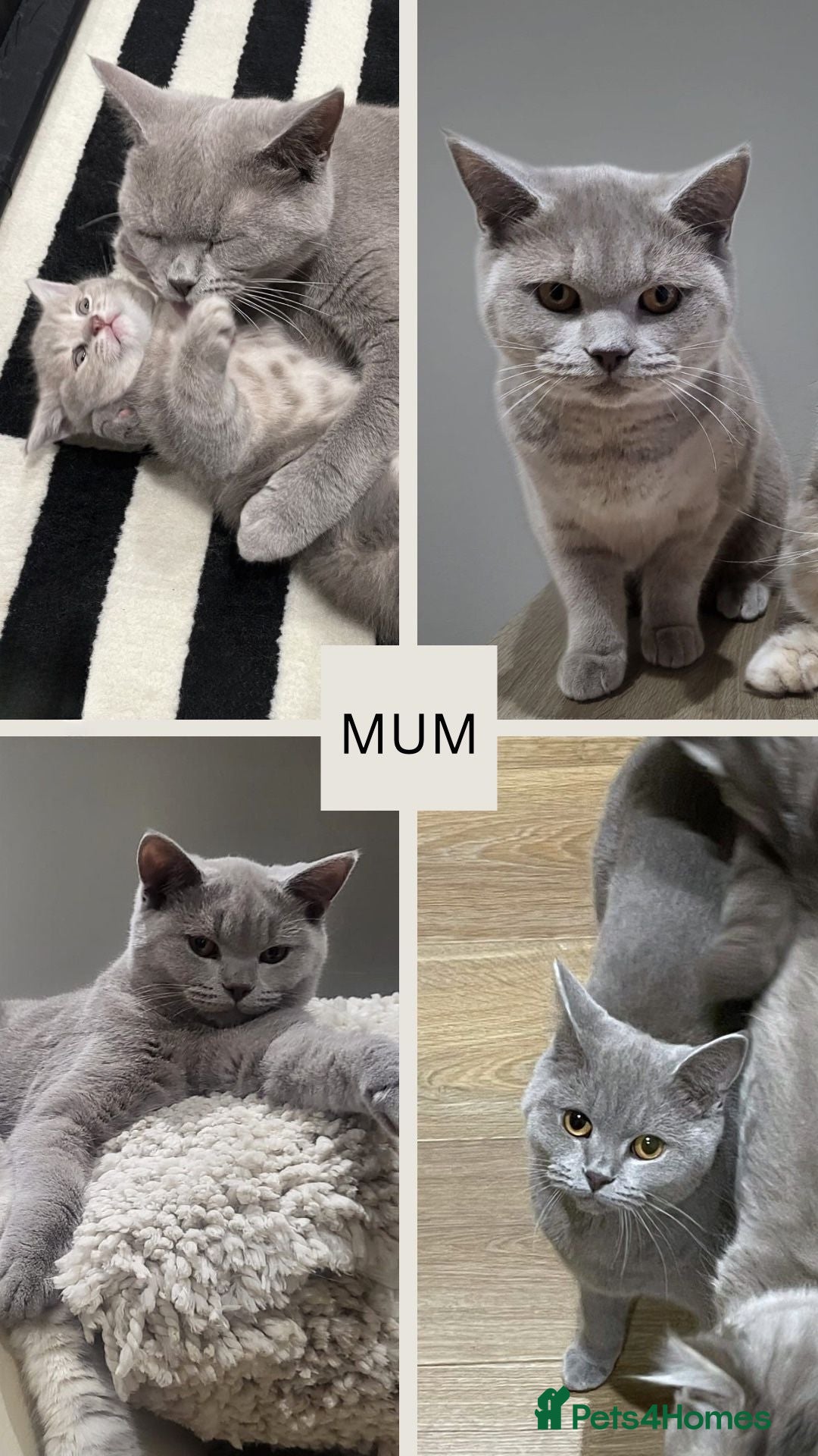 Mixed Breed cats for sale: 6 beautiful kittens ready for their new homes. - Image 8