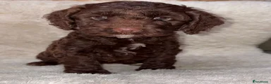 Cockapoo 4