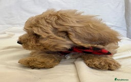 Cavapoo dogs for sale: Beautiful Cavapoo’s - Image 24