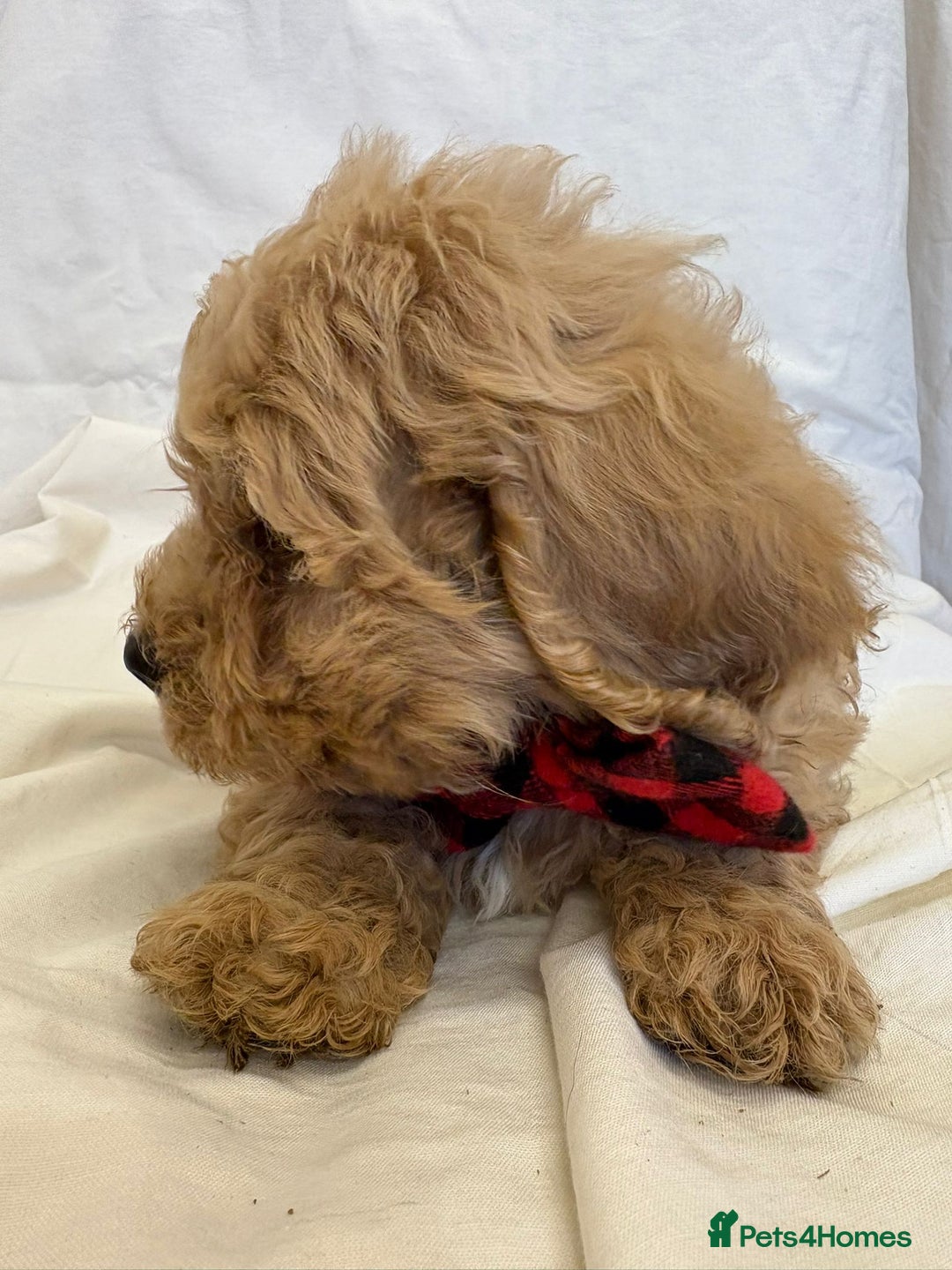 Cavapoo dogs for sale: Beautiful Cavapoo’s - Image 24