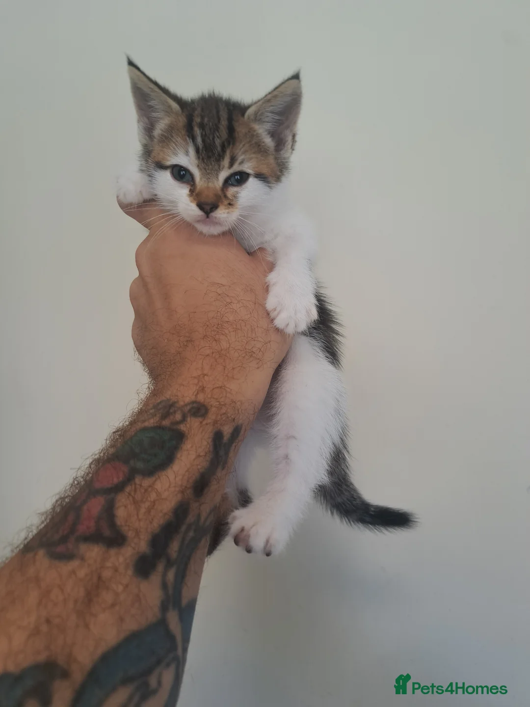British Shorthair cats for sale: Kittens almost ready for new homes - Advert 2