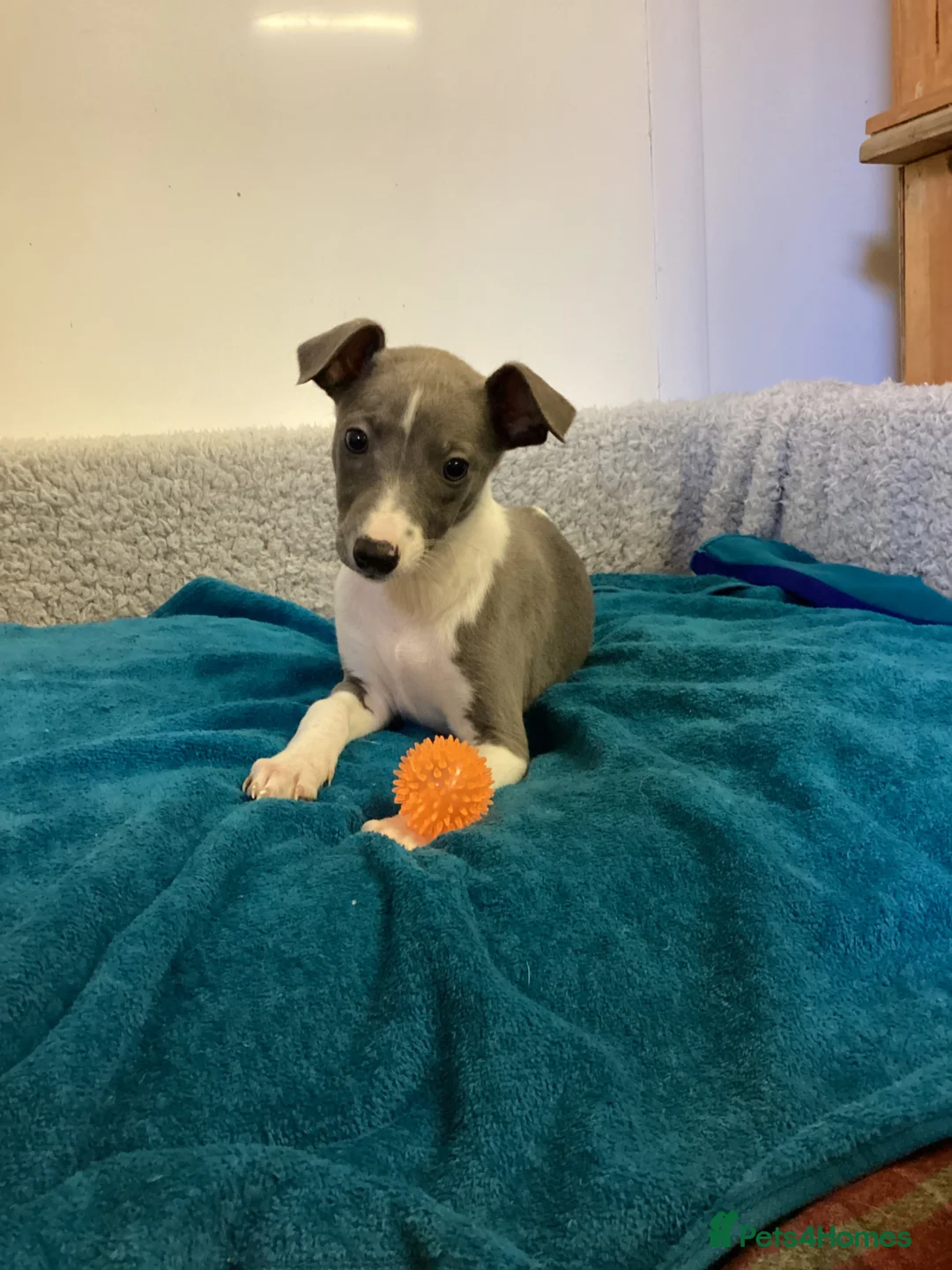 Whippet dogs for sale: Whippet  - Advert 2