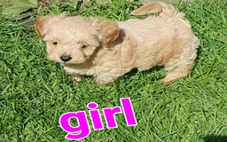 Maltipoo dogs for sale: F1 toy multipoo puppies - Image 9