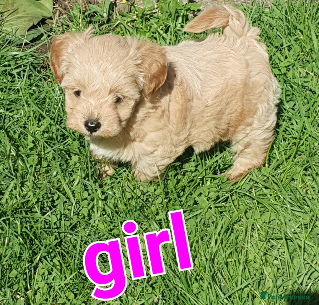 Maltipoo dogs for sale: F1 toy multipoo puppies - Image 9