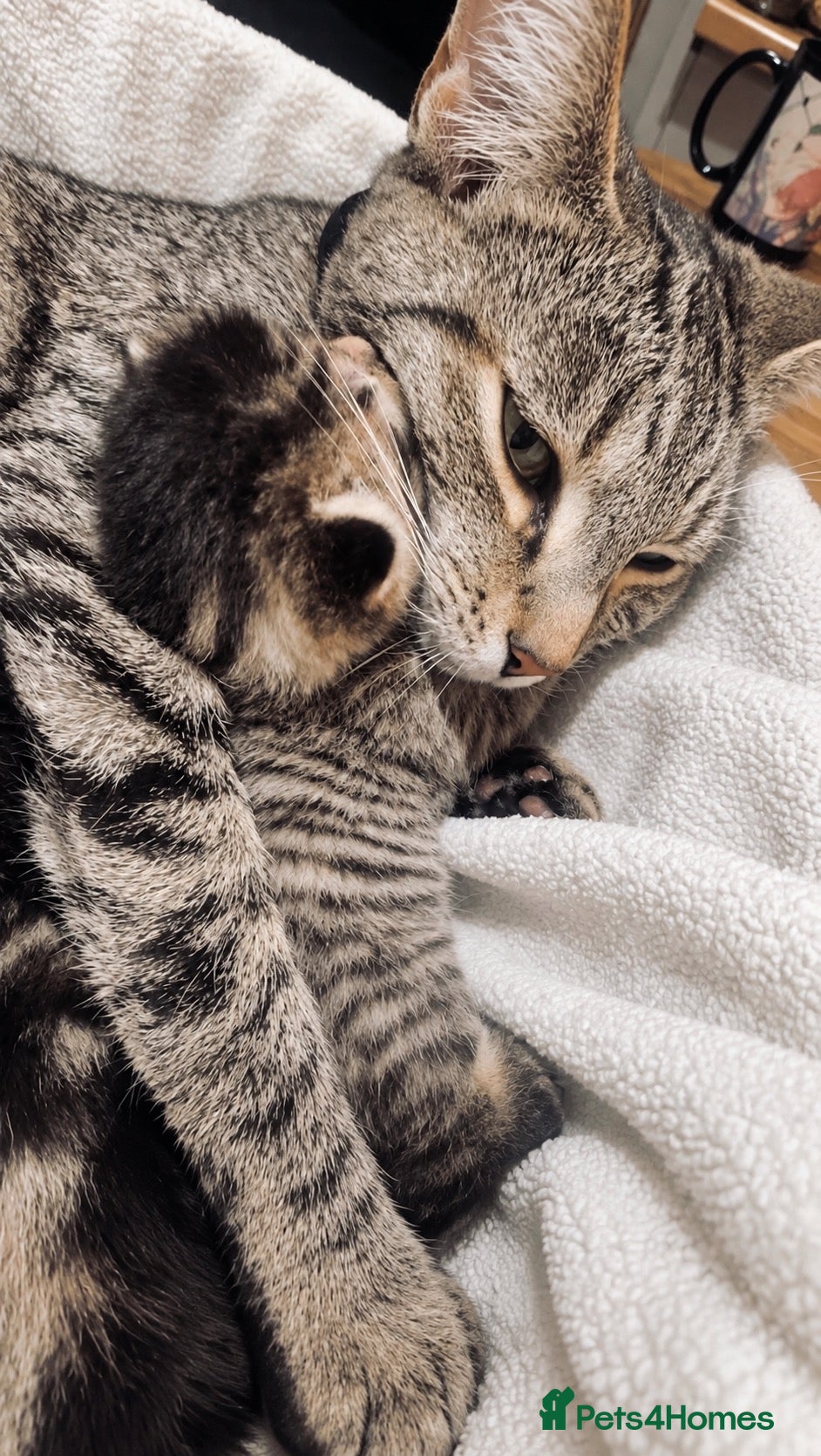 Domestic Shorthair cats Beautiful Home-Raised Black, Tabby &Torbie Kittens - Advert 2