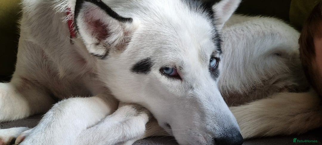 Mixed Breed dogs for sale: Dalsky looking for forever home - Image 17