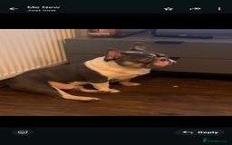 French Bulldog dogs for sale: Introducing the lovely Marley Bear - Image 3