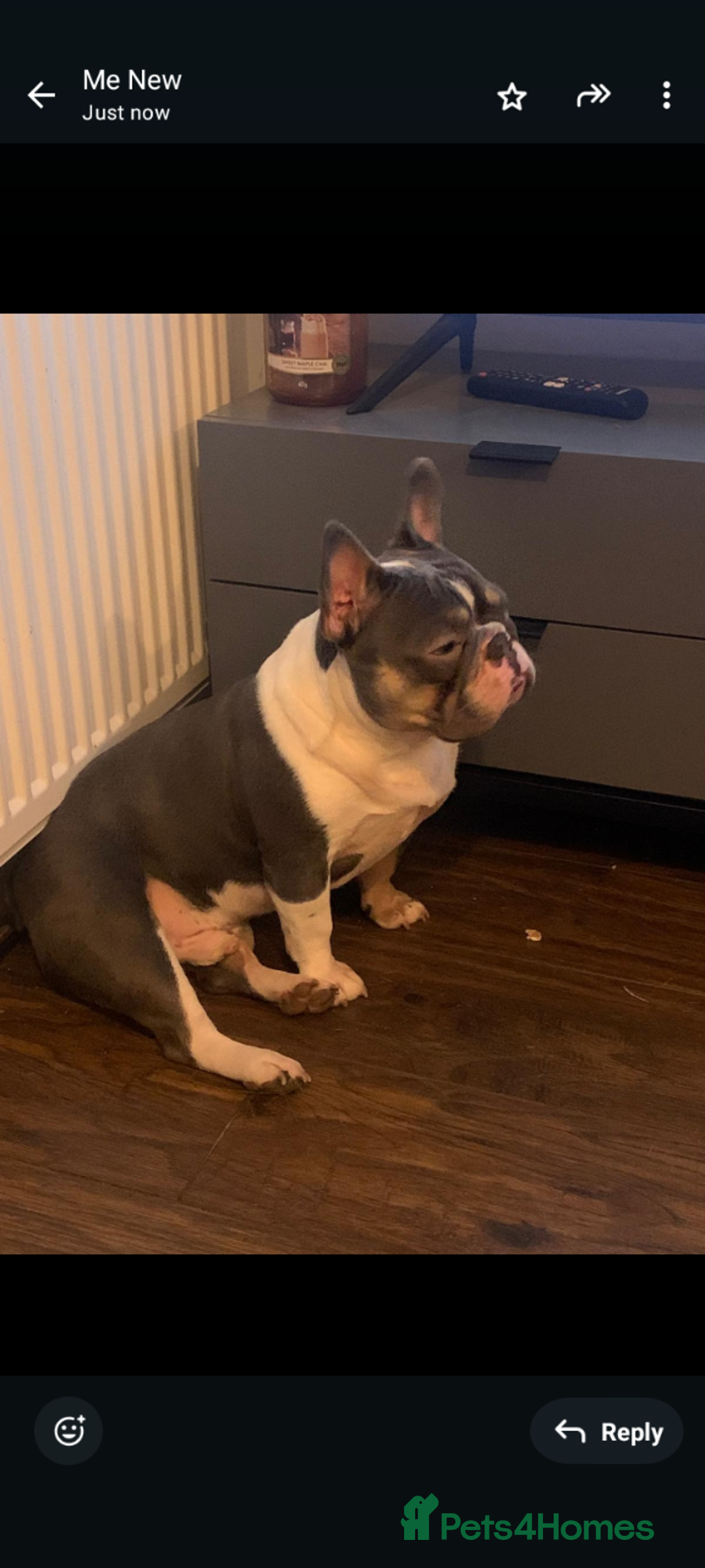 French Bulldog dogs for sale: Introducing the lovely Marley Bear - Image 3