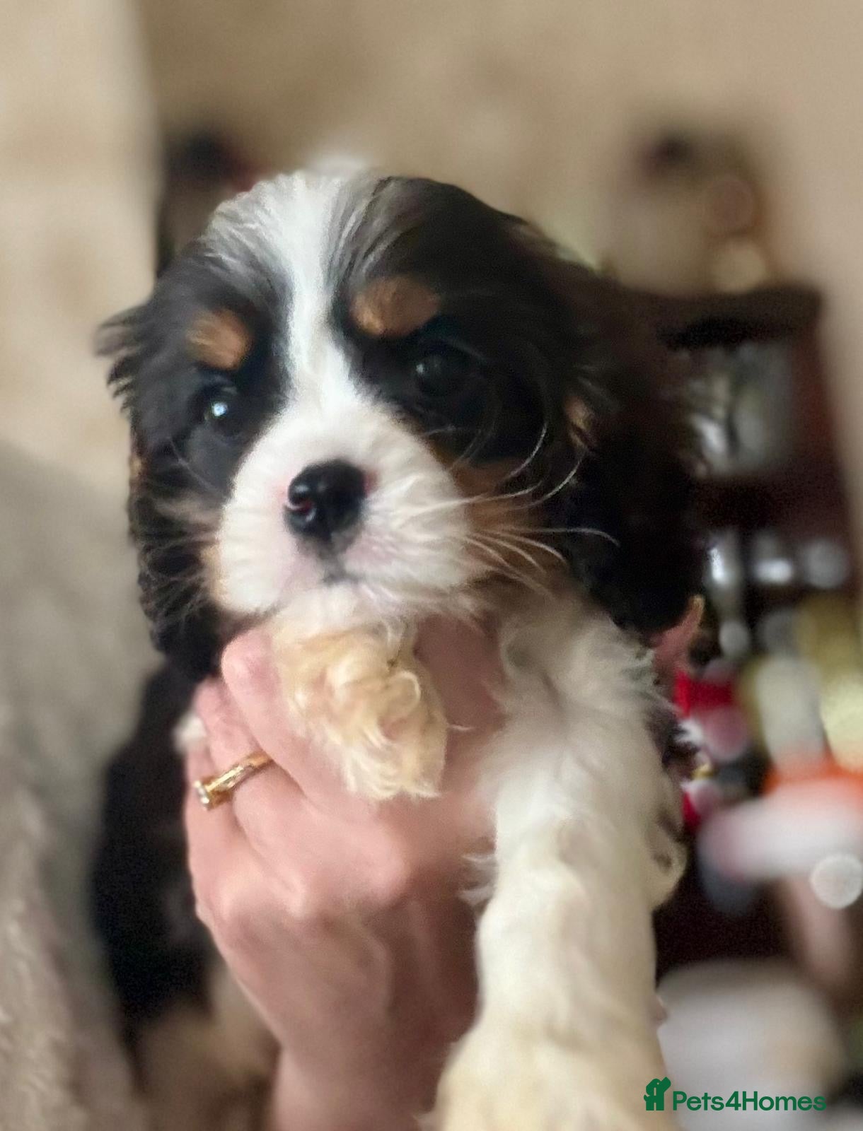 Cavalier King Charles Spaniel dogs Cavalier King Charles spaniel  - Advert 11