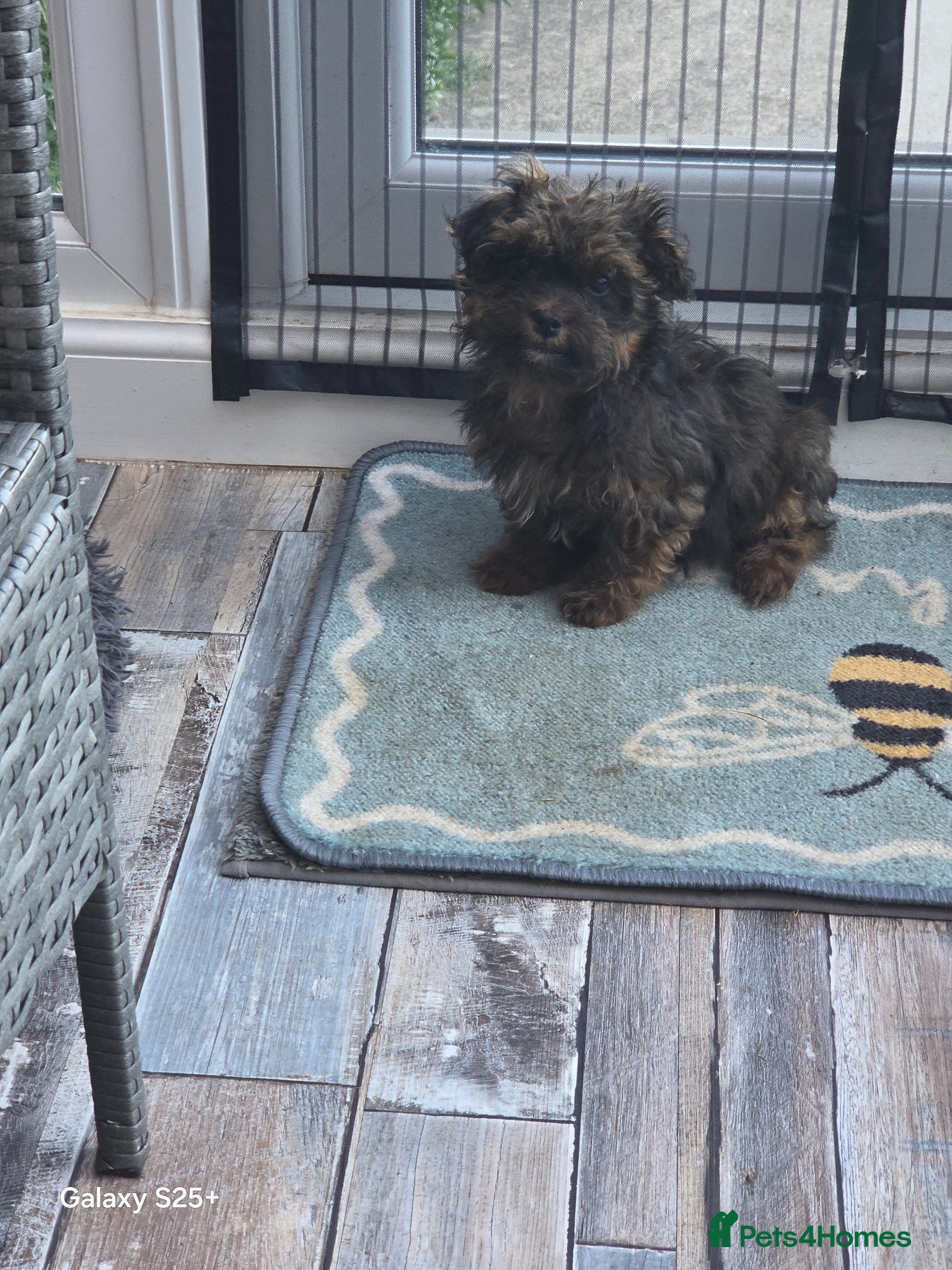 Shihpoo dogs ##LAST BOY##Beautiful litter of shihpoo/schoodles  - Advert 13