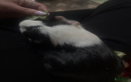 Guinea Pig rodents for sale: Peruvian and short haired sows for sale  - Image 7