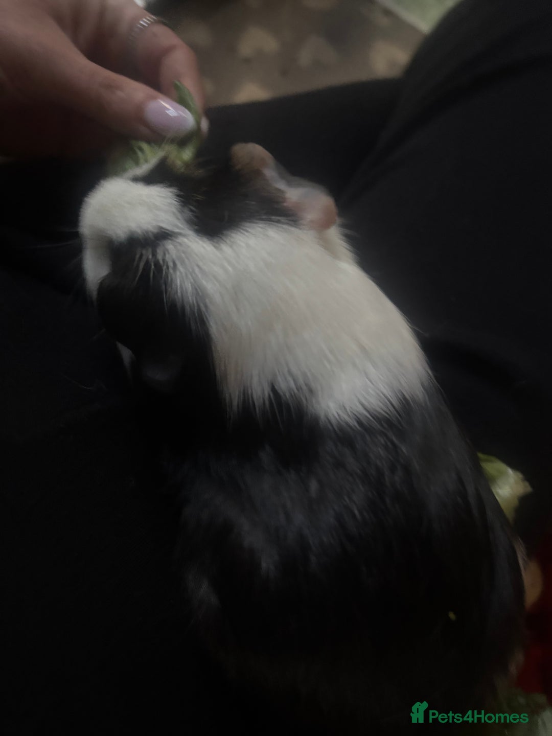 Guinea Pig rodents for sale: Peruvian and short haired sows for sale  - Image 7