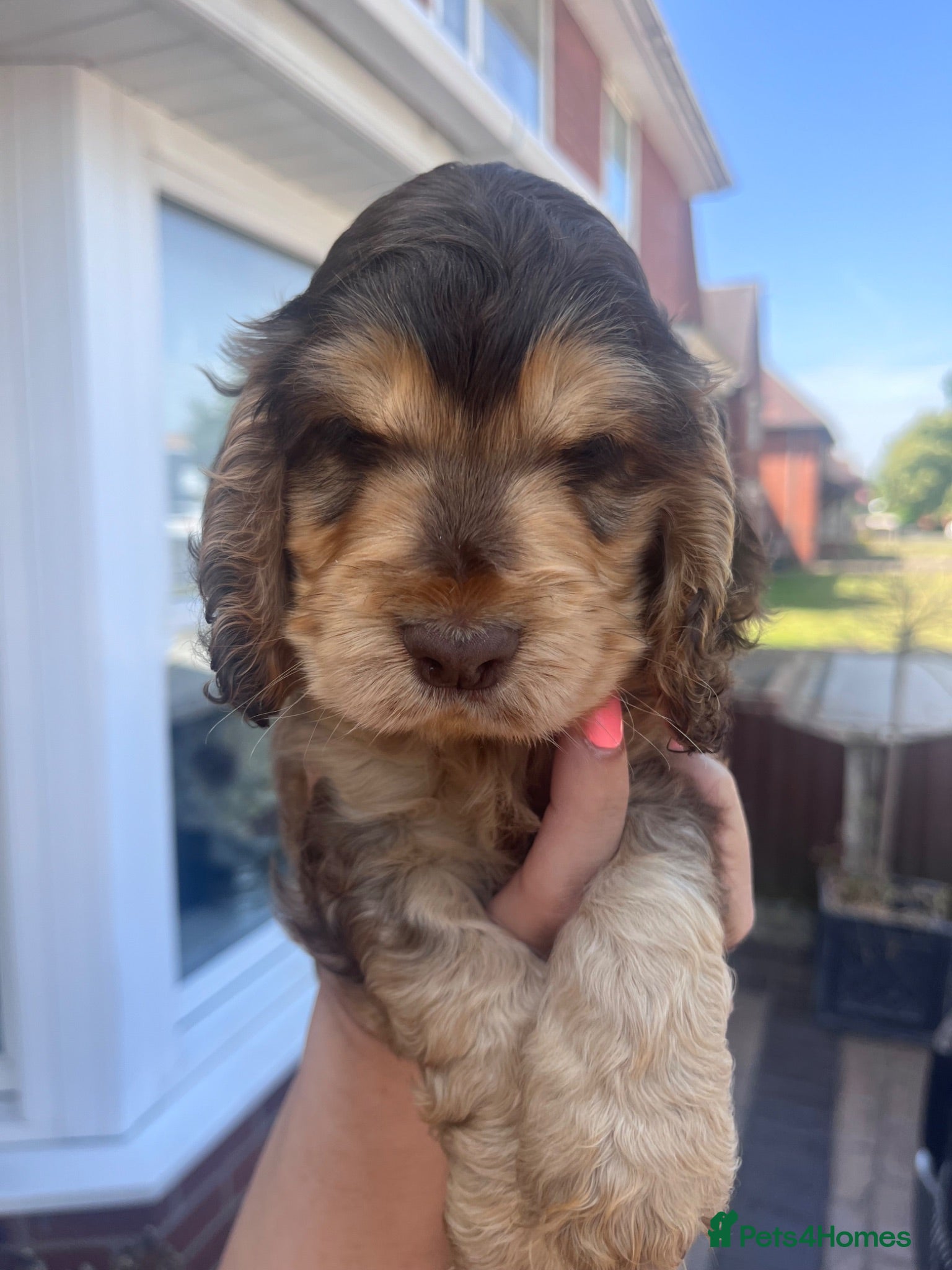 Cocker Spaniel dogs EASTDRAY X SIMBAWOOD GOLDEN GIRLS CHOC SABLE BOYS - Advert 2