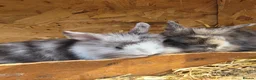 Mini Lion Lop rabbits for sale: Mini lion lops  - Advert 4