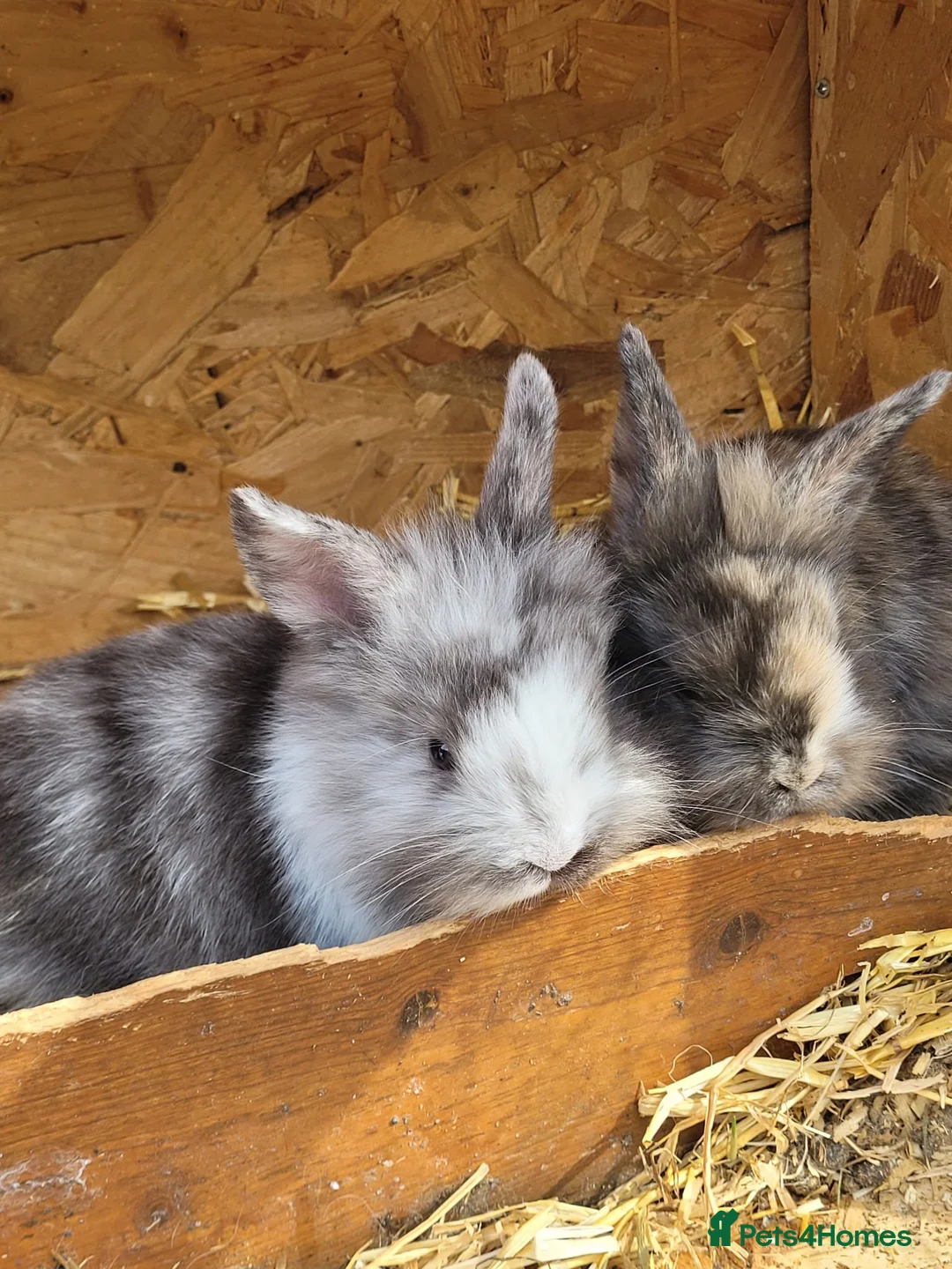 Mini Lion Lop rabbits for sale: Mini lion lops  - Advert 4