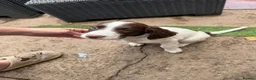 English Springer Spaniel dogs for sale: Engilish springer spaniel puppies  - Advert 28