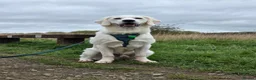 Golden Retriever dogs for sale: Golden retriever male pedigree 7 months old in Derby - Advert 3