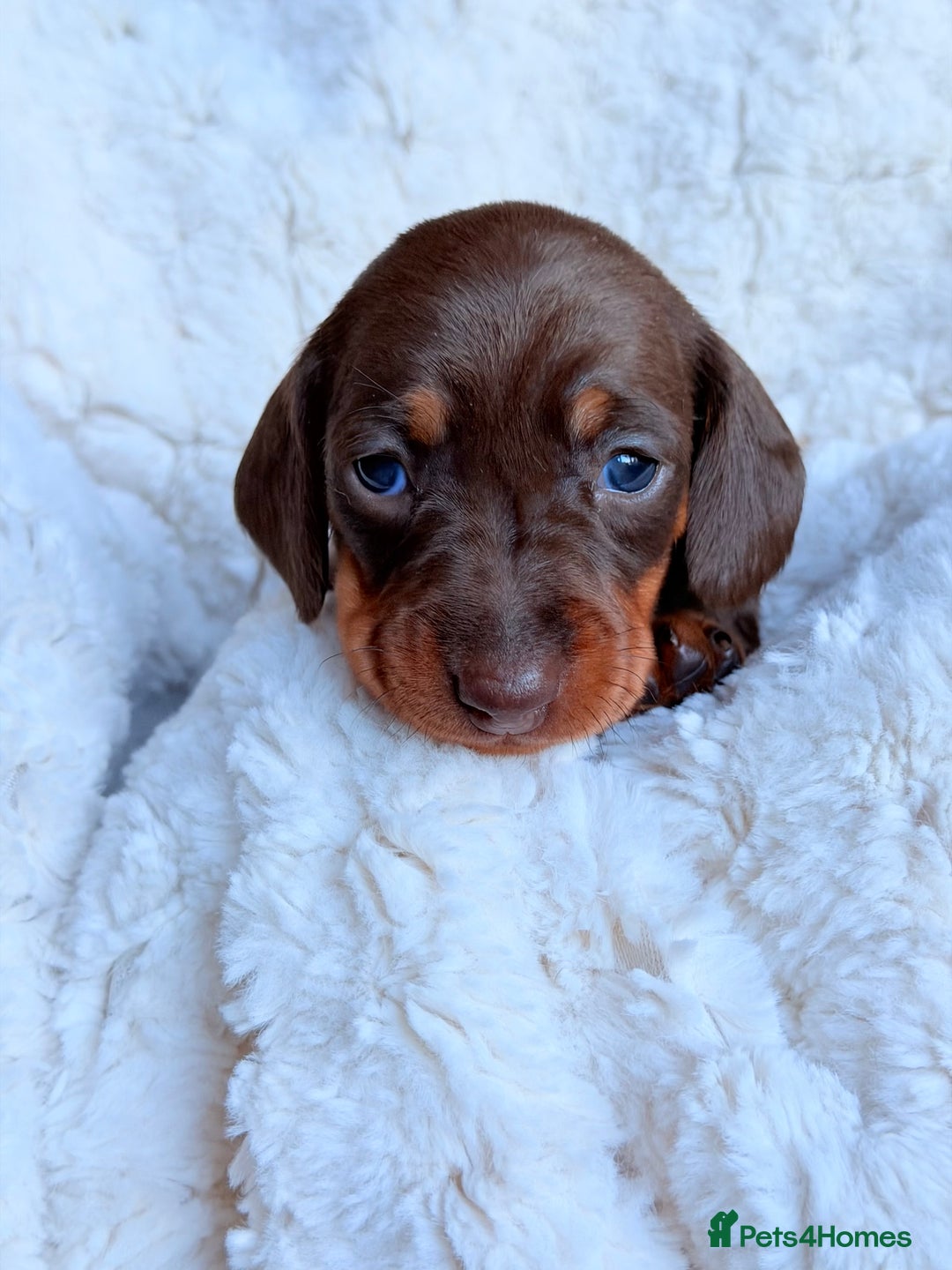 Miniature Dachshund dogs for sale: 🩵🩷✨ STUNNING MINIATURE DACHSHUND LITTER ✨🩷🩵 - Advert 20