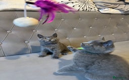 Scottish Fold cats for sale: Amazing Kittens Waiting for You! Just 2 left🥰 - Image 29