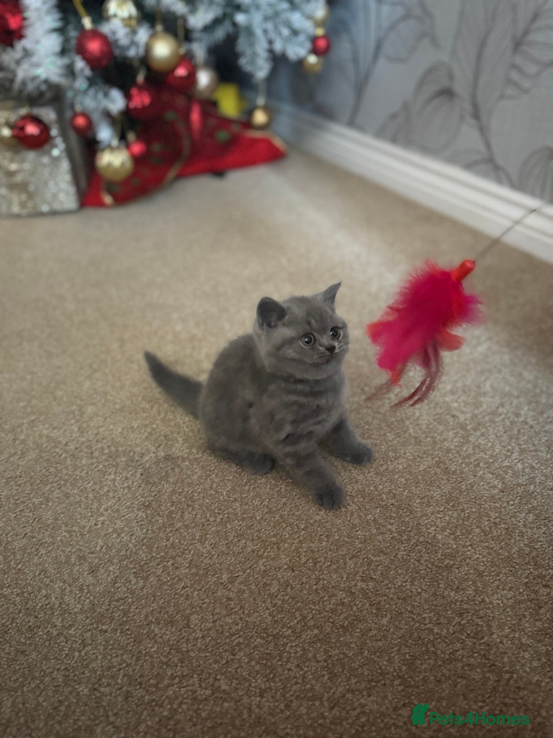 British Shorthair cats for sale: Blue British shorthair  - Advert 8