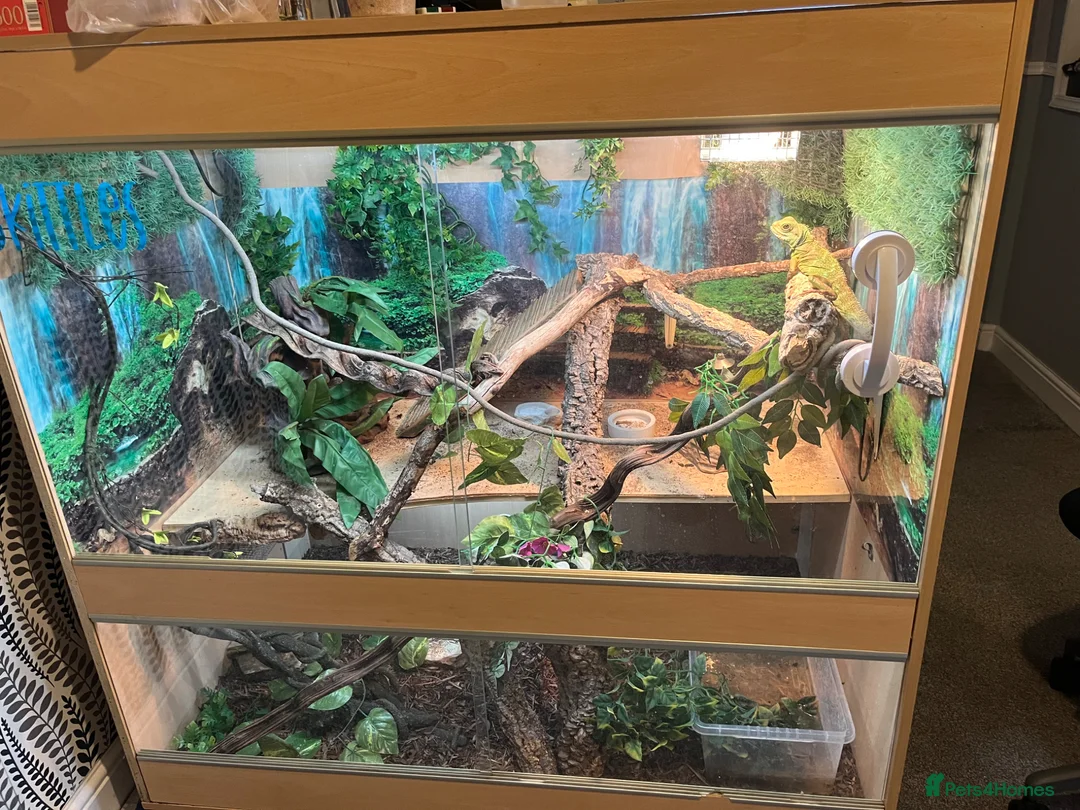 Dragon reptiles for sale: Chinese water dragon  in Reading - Advert 2
