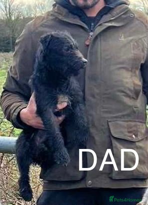 Patterdale Terrier dogs Patterdale terriers  - Advert 2