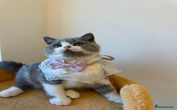 British Shorthair cats for sale: 🐻 STUNNING GIRL GCCF REGISTERED REDUCED LAST 1 🐻 - Image 4