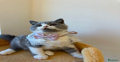 British Shorthair cats - Advert 10
