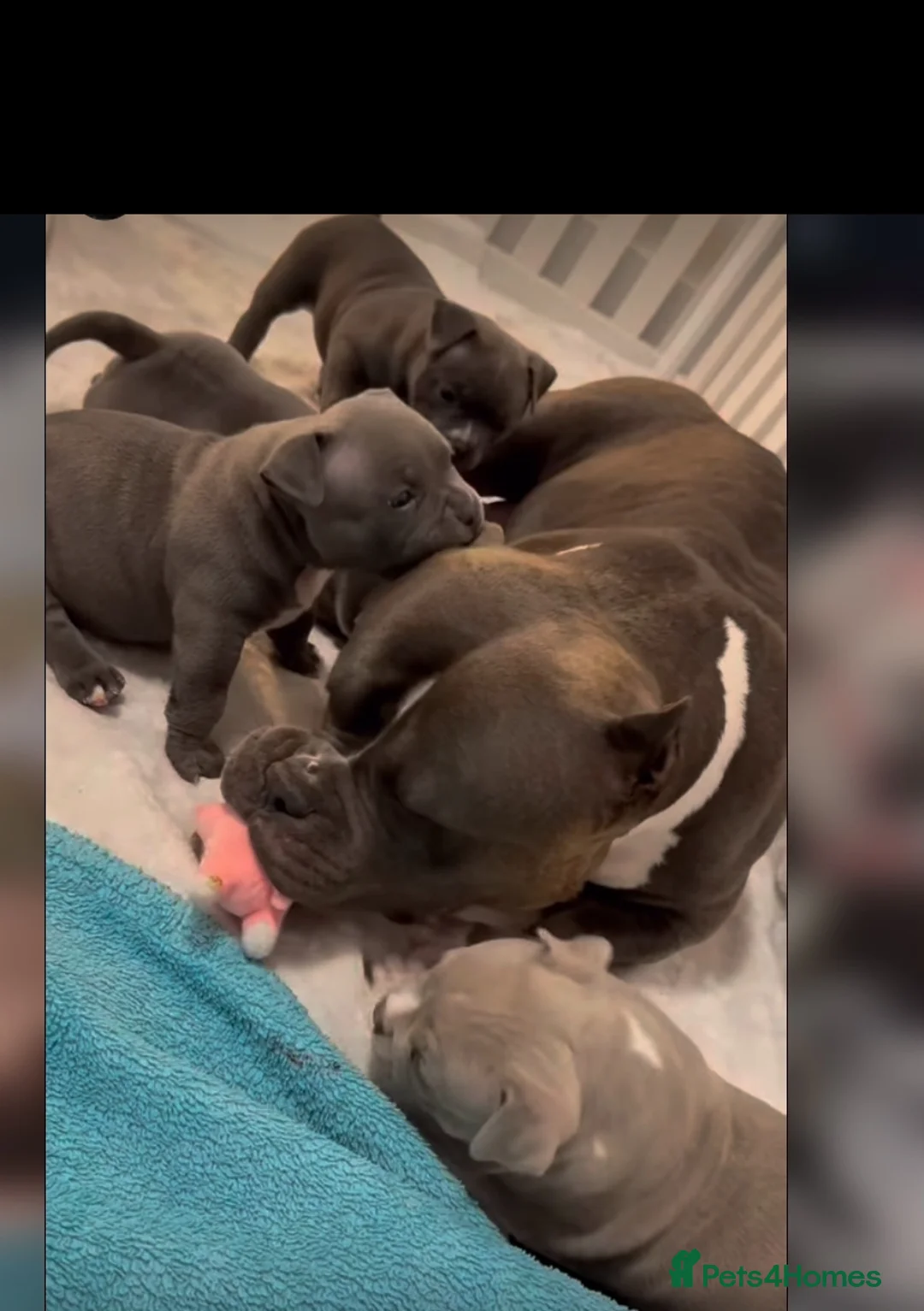 Staffordshire Bull Terrier dogs for sale: 1st Class 100%Staffy puppies Kc Reg - Advert 22