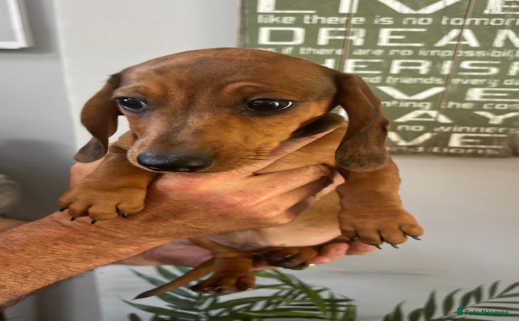 Miniature Dachshund dogs - Advert 15