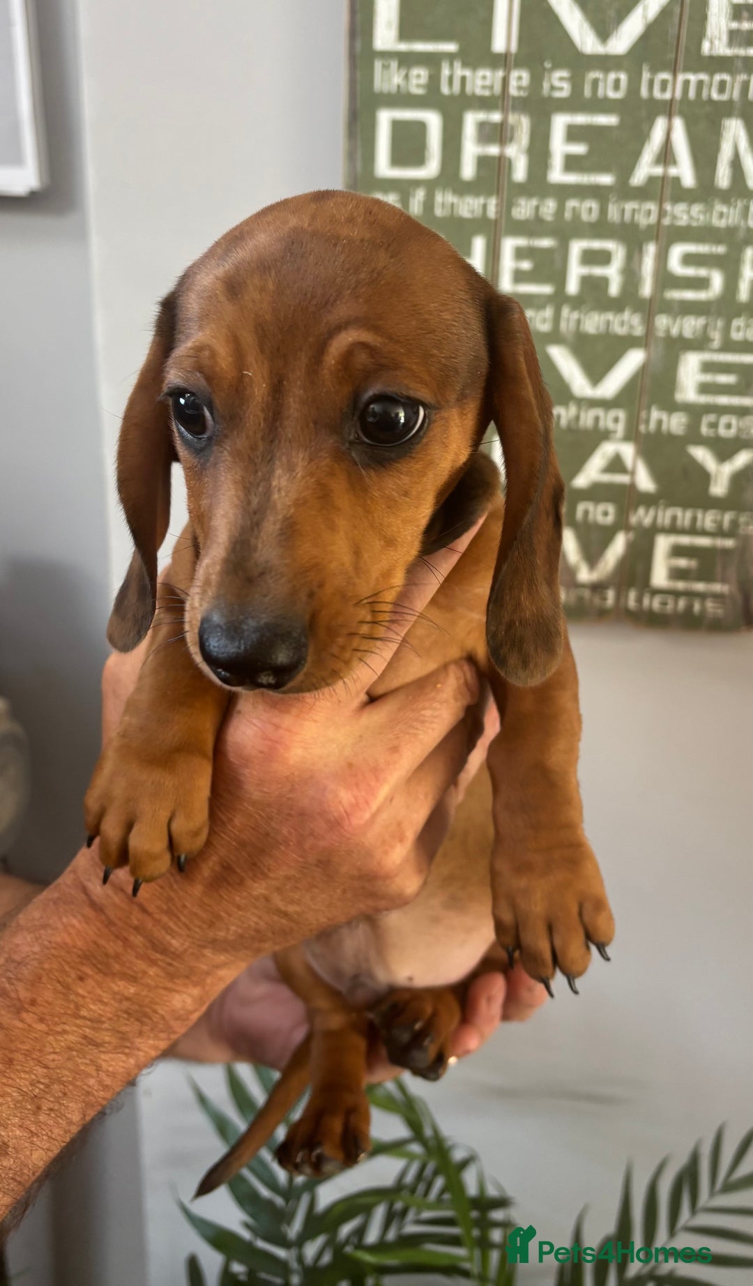 Miniature Dachshund dogs for sale: KC Reg RED DAPPLE Miniature Dachshund (Smooth) - Image 1